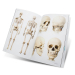 Buch: Skull & Bones – Vorlagen für Tätowierer